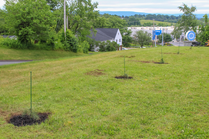 Forest of Hope Tree Planting
