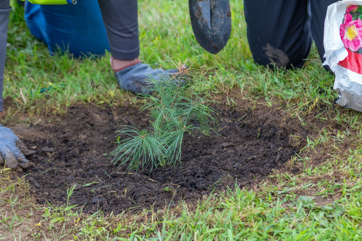 Forest of Hope Tree Planting