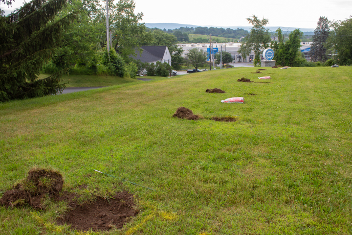Forest of Hope Tree Planting